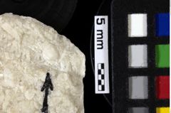 Foto (Detailansicht) von Decapoda indet. (NHMW-GEO-1990-0041-0055)